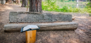 Bible and Bench Grounded in Scripture
