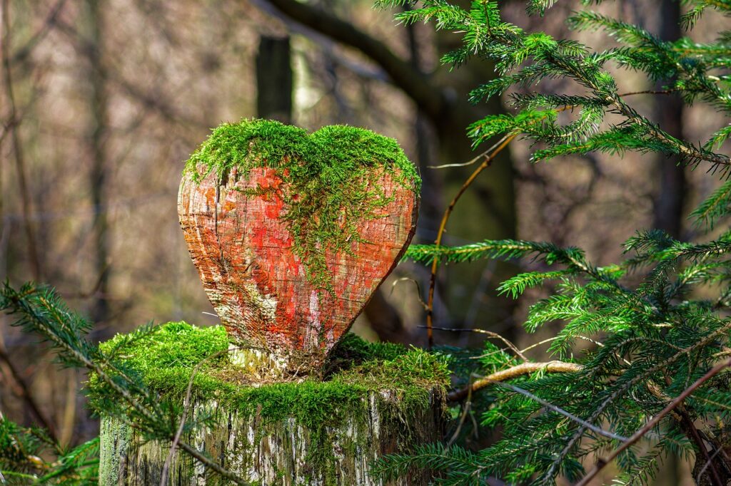 heart, moss, nature-4978255.jpg